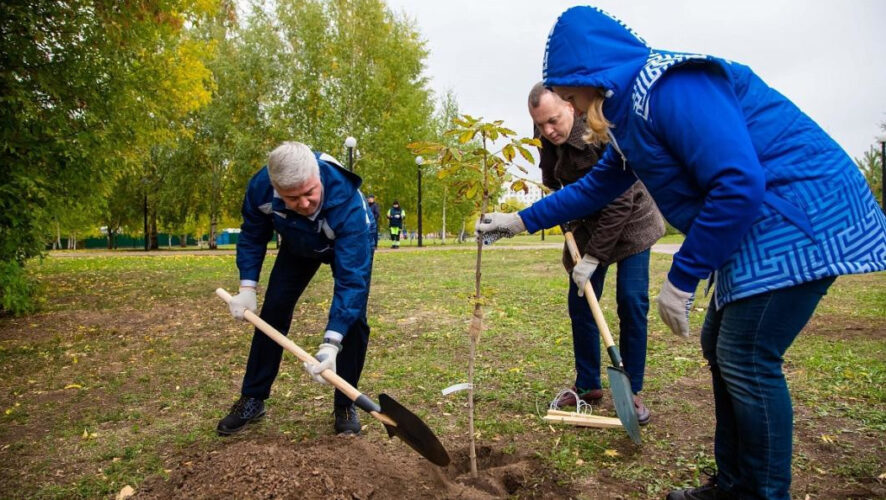 Саженцы привезли из челнинского лесопитомника.