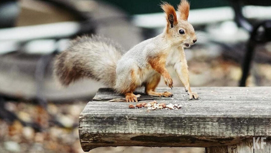 При этом труп животного сотрудникам удалось найти не сразу.