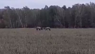 Животные бьются за покровительство над несколькими самками.