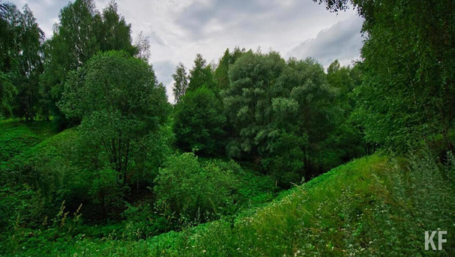 Речь идет про ели