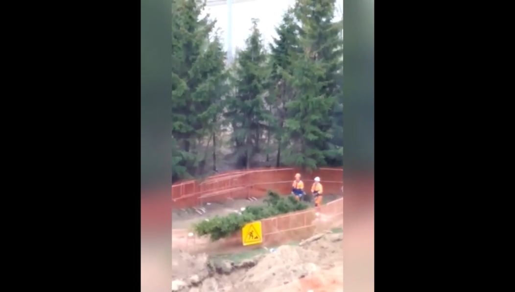 Деревья пришлось спилить