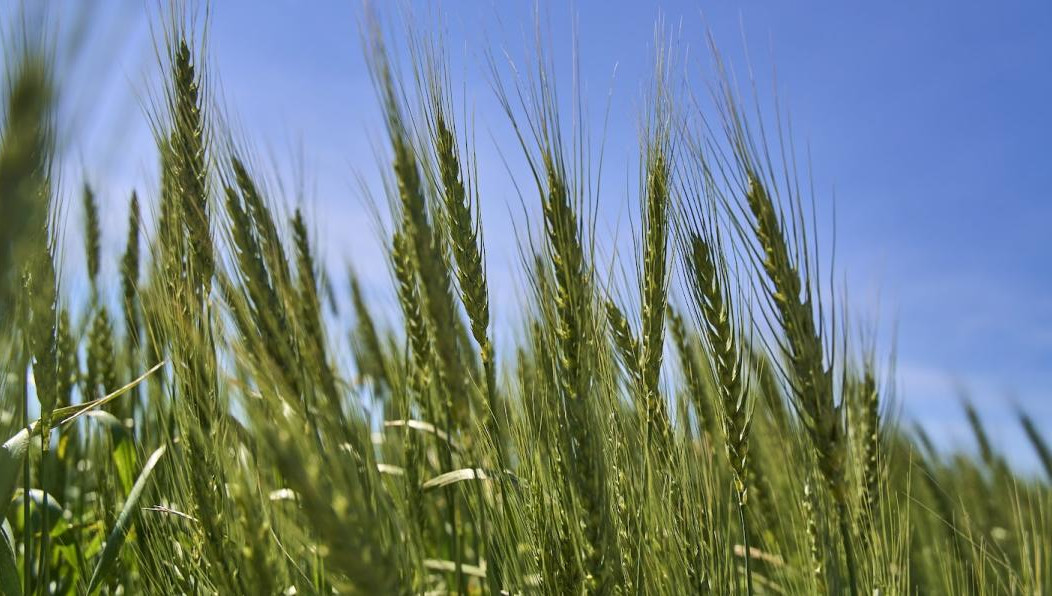 Нарушения выявила проверка управления Россельхознадзора Татарстана.