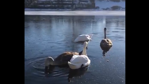 Птицы остаются