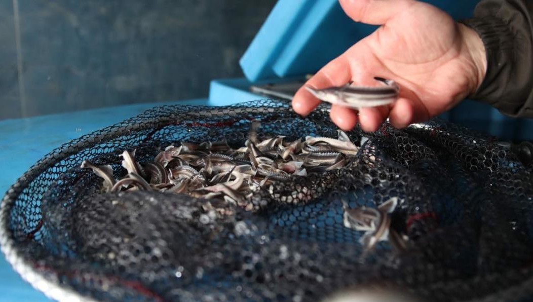 Выпуск рыбы проводят по требованию экологического законодательства при строительстве мостовых переходов и водопропускных сооружений.