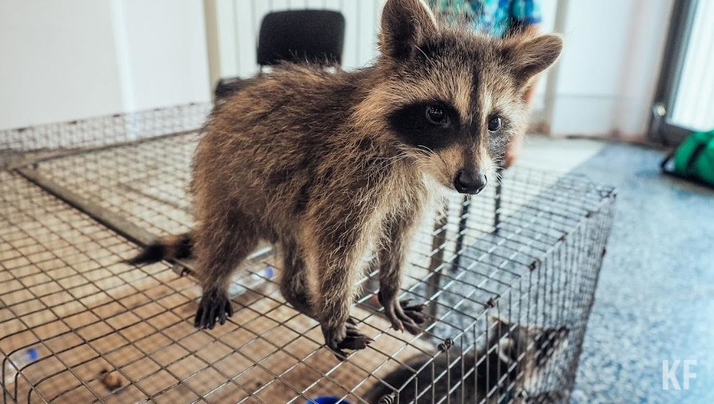 Мошенники получили деньги и пропали.