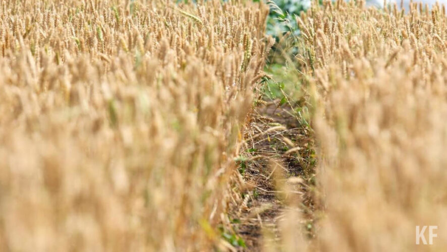 Республика отправляет другим странам излишки.