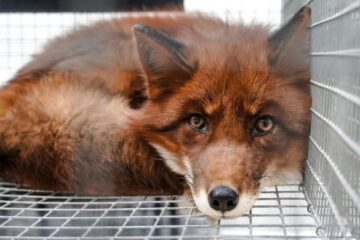 Ограничения действовали с 10 апреля.