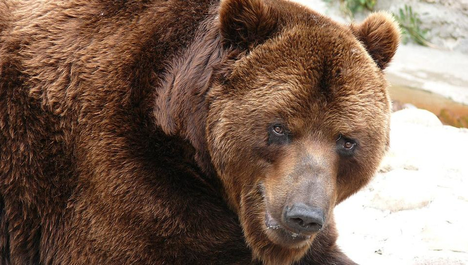 Погибший подобрал его еще медвежонком и кормил на протяжении пяти лет.