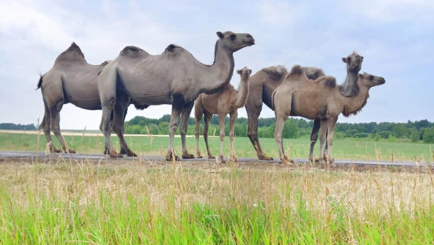 Троица двугорбых шокировала местных жителей.