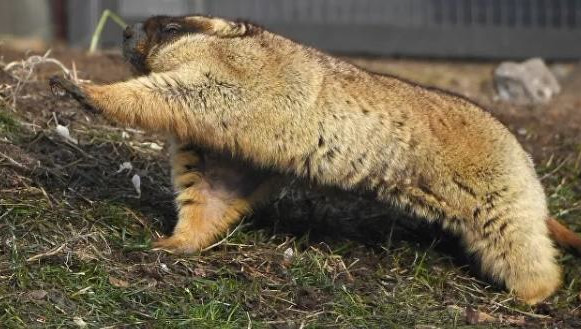 Если грызуны вылезают из норок и ищут еду