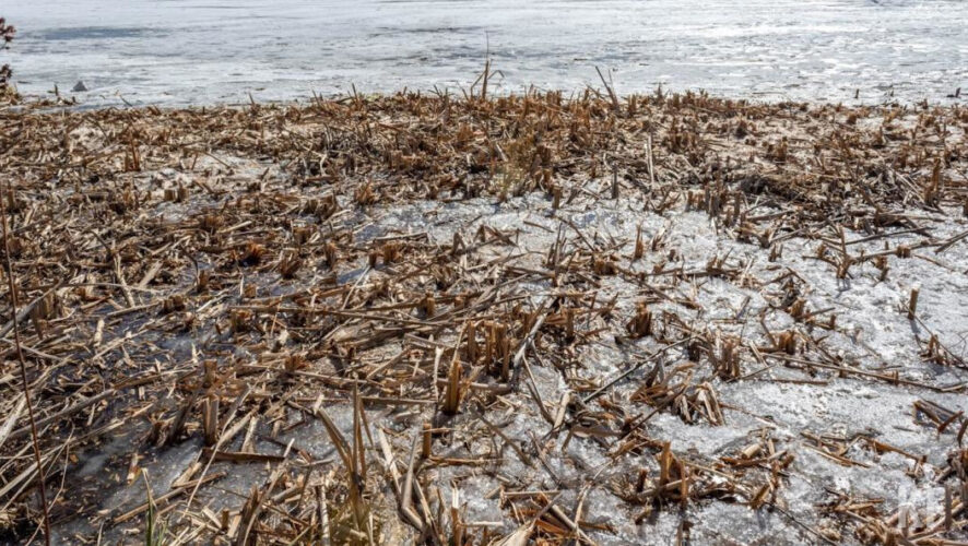 Эксперты изучили состояние посевов озимых культур.