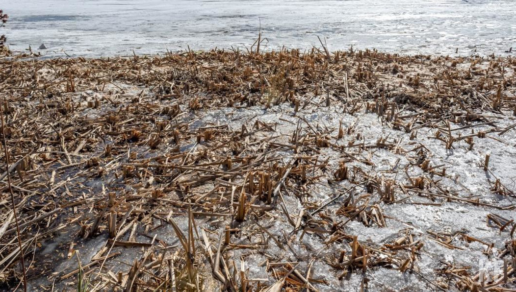 Эксперты изучили состояние посевов озимых культур.