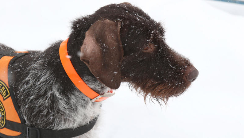 Пес уже семь лет служит в Казанском поисково-спасательном отряде.