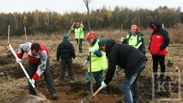 Около 600 000 деревьев планирует посадить сегодня в Татарстане по программе осеннего Дня посадки леса
