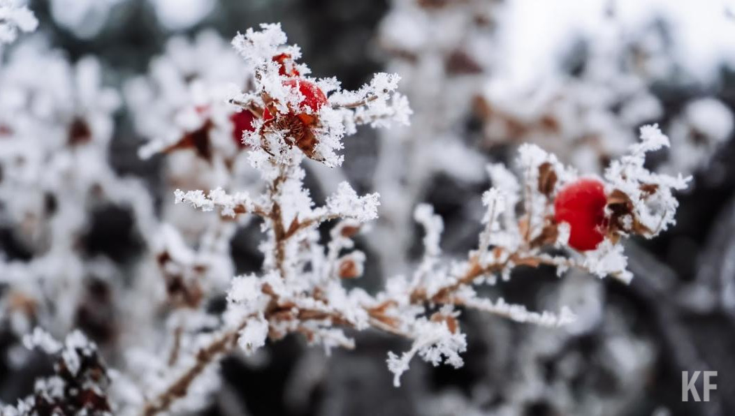 Резкое понижение температуры прогнозируют в ночь на 13 июня.