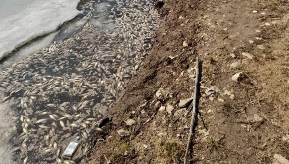 В водоем сбросили нечистоты. Экологи обнаружили превышение предельно допустимых концентраций вредных веществ.