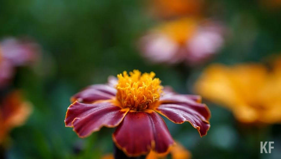 В Татарстане наступает период пыления березы.