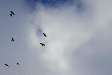 Полет птичьих стай уже заметили жители сел Татарские Суксы Актанышского района и Аю Мензелинского района.