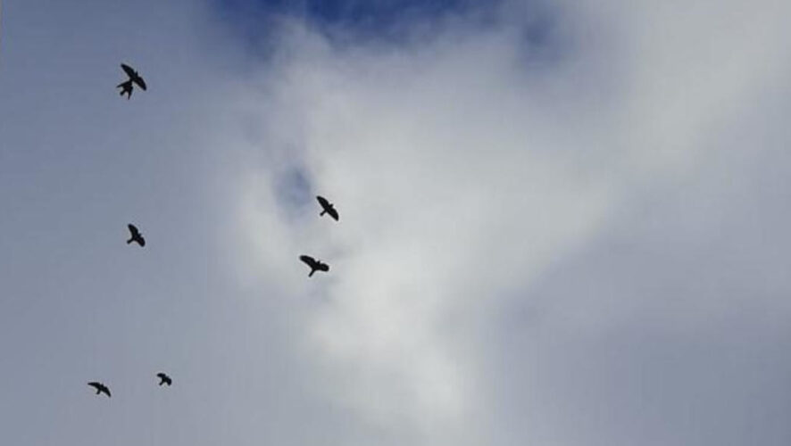 Полет птичьих стай уже заметили жители сел Татарские Суксы Актанышского района и Аю Мензелинского района.