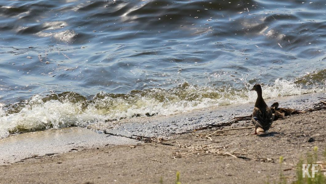 На берегу Камы появится пляжная зона
