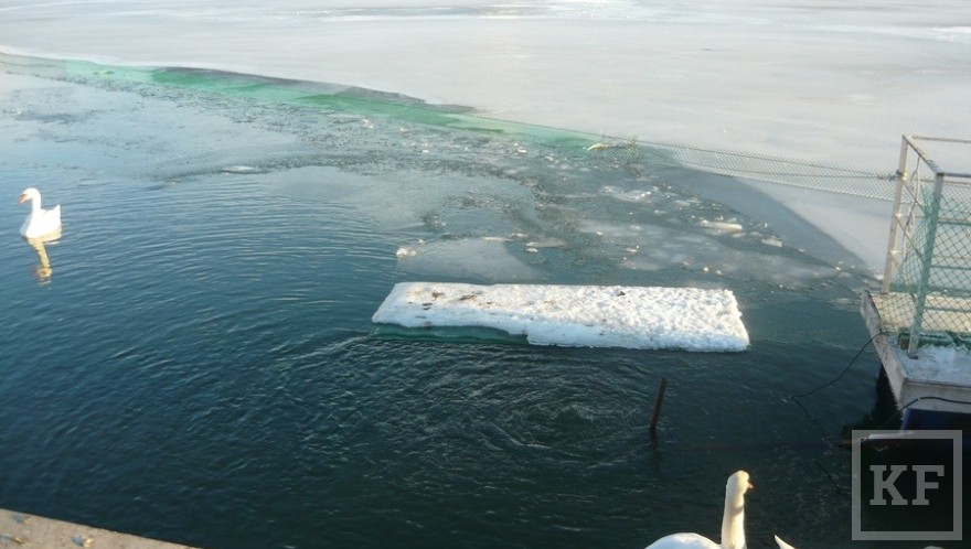 Двух лебедей на озере Кабан в Казани спасли накануне  сотрудники МЧС