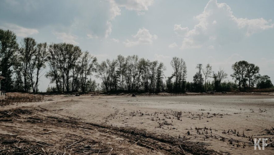 Из-за длительной засухи лес начинает превращаться в степь.