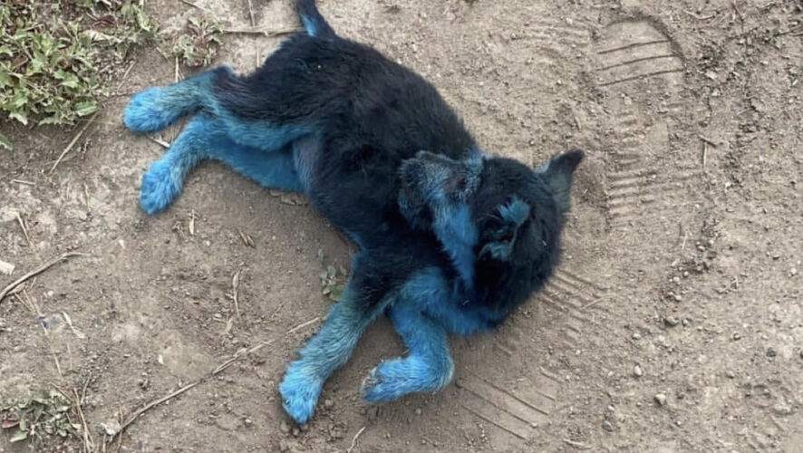 Волонтеры ищут им новых хозяев.