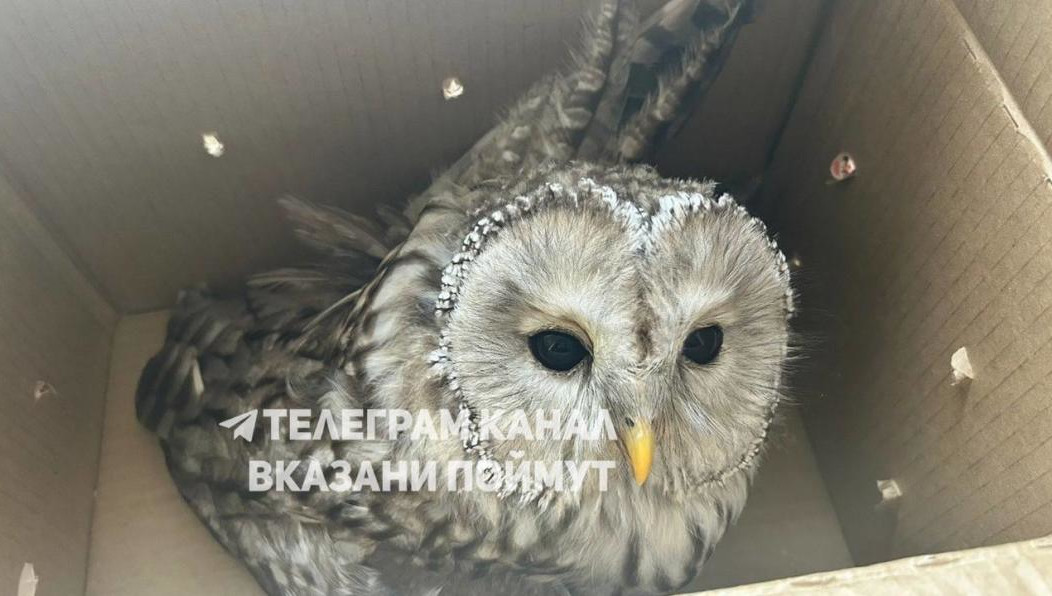 Мужчина нашёл птицу у дороги.