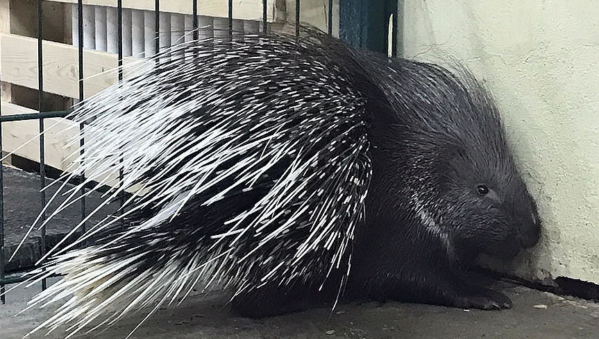 Опрос с именами для нового питомца размещен &laquo;Вконтакте&raquo;.