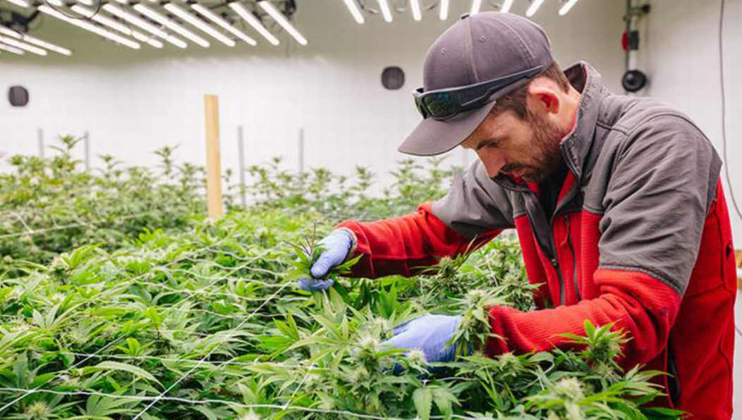 В республике предложили создать высокотехнологичное и безотходное производство целлюлозы и других продуктов из технической конопли.