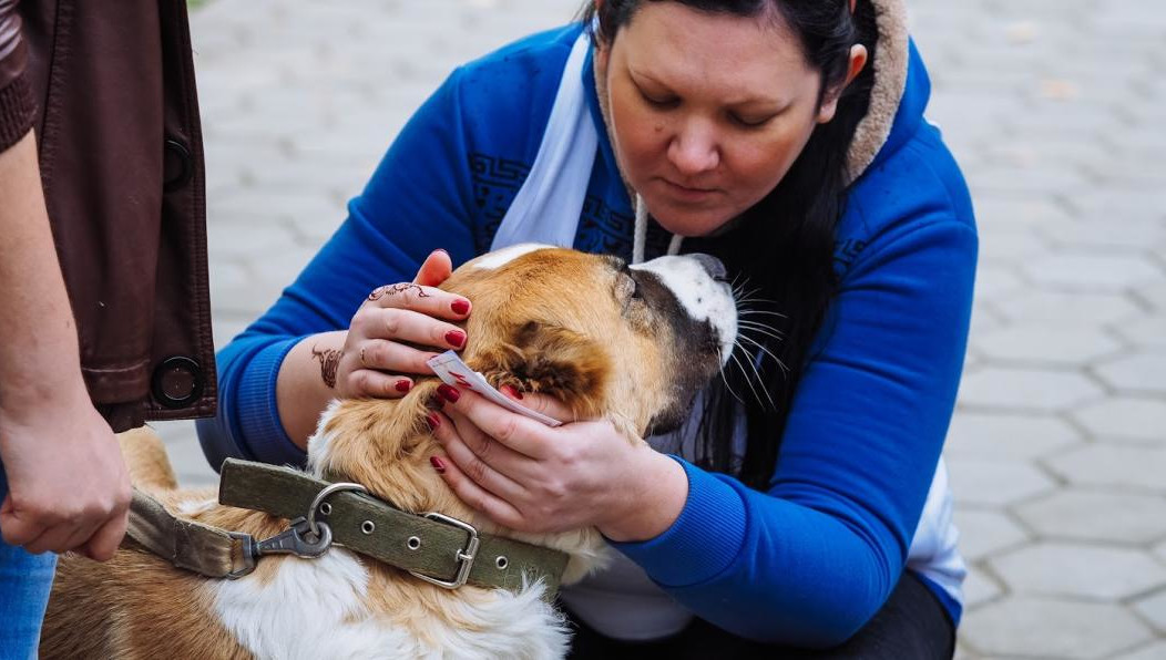 В стране уже несколько лет действует закон об ответственном обращении с четвероногими