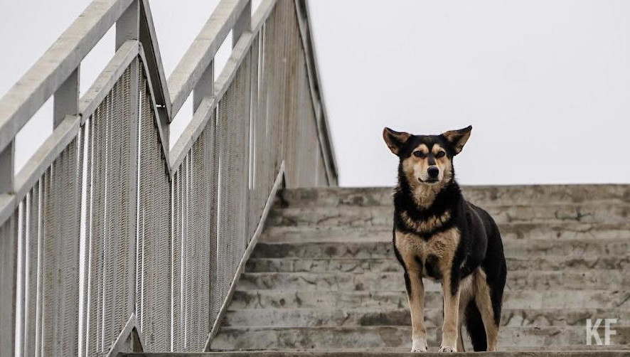 Опрос о стиле воспитания домашних животных прошли 48 владельцев собак.