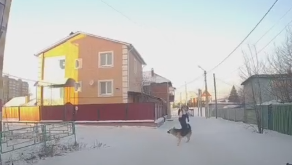 Жалобы на бездомных животных от местных жителей поступают регулярно.