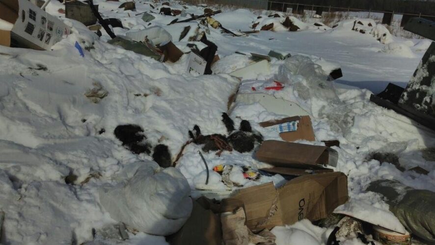 Тела собаки обнаружили жители Тукаевского района РТ на мусорной свалке. Фотографии с места происшествия появились в соцсетях.