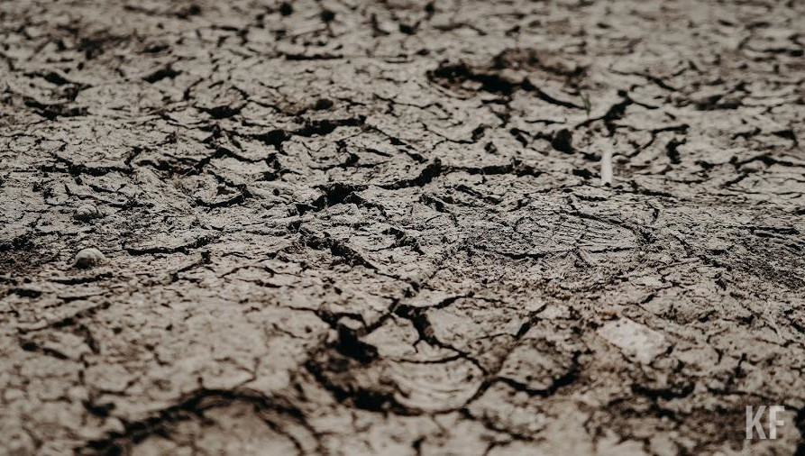 Из-за засухи фермеры Татарстана испытывают большие проблемы.