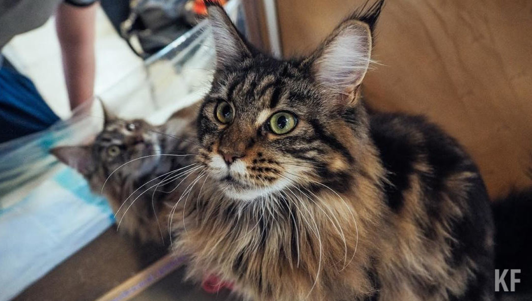 Вакцина не имеет анaлогов в мире.