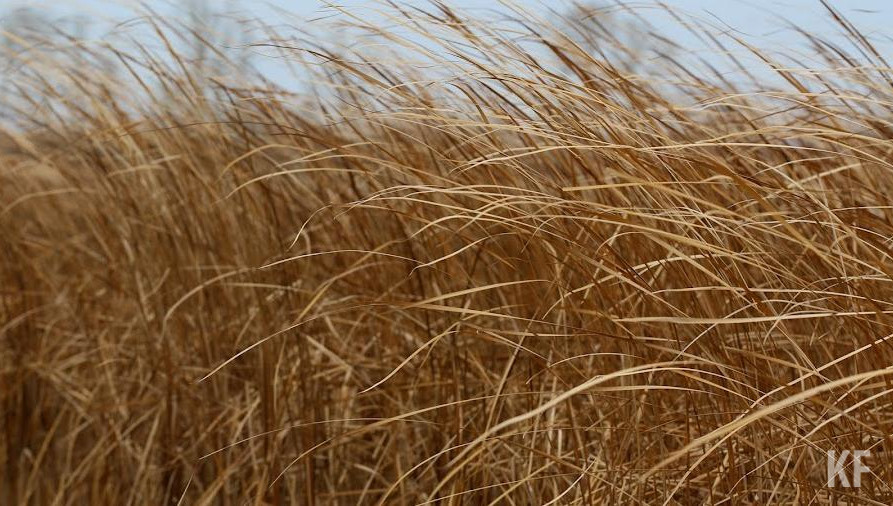 Геополитическая ситуация не влияет на поставку зарубежных семян и сельскохозяйственной техники.