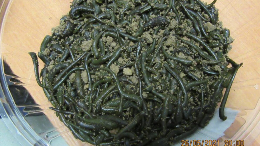 Живой товар потянул на десять килограммов.