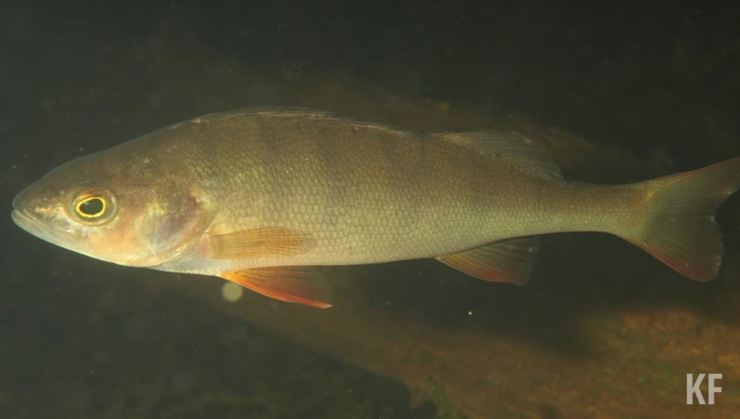 Мужчины выловили сетью на Каме почти 250 рыб.