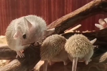 Название животных обосновано их мехом