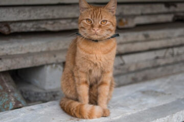 Подчеркнул