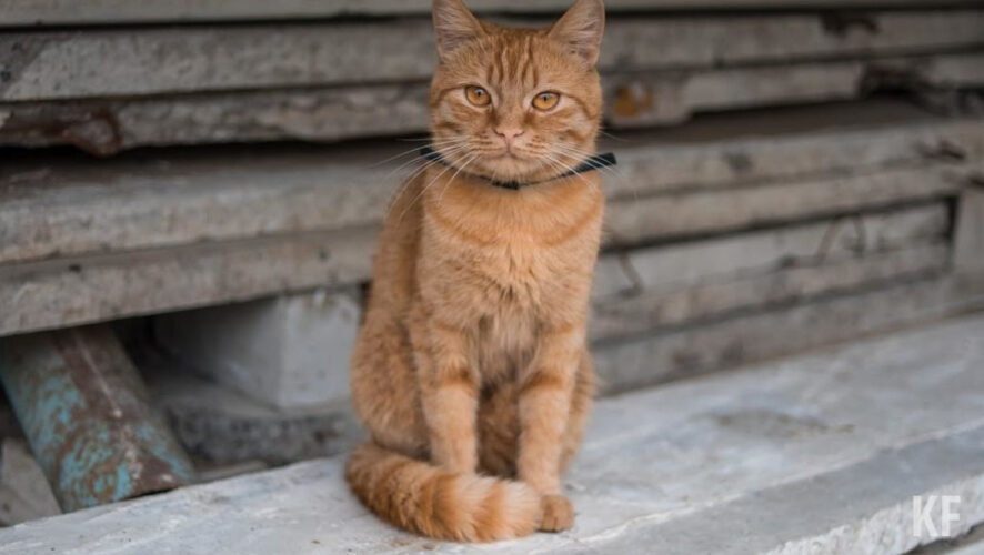 Подчеркнул