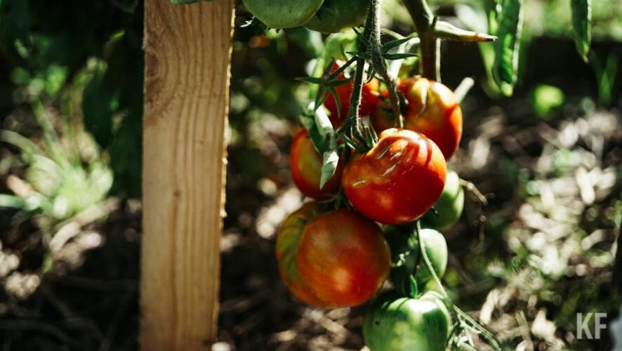 По ее словам