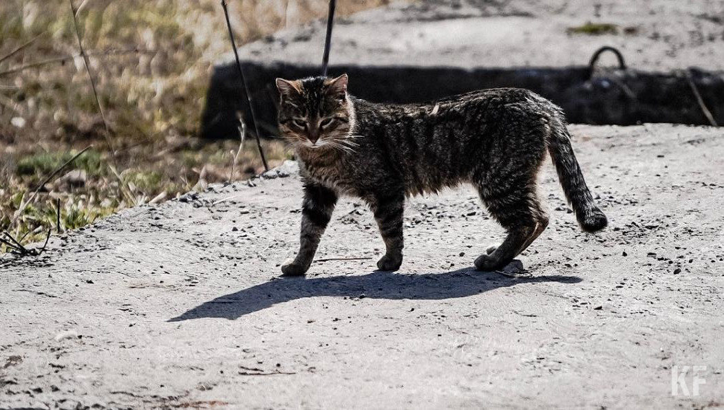 Животное передали хозяевам.