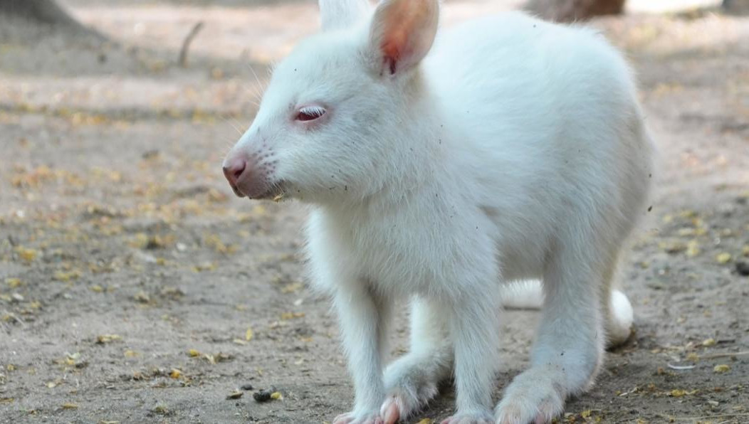 Малышке дали имя Алиса.