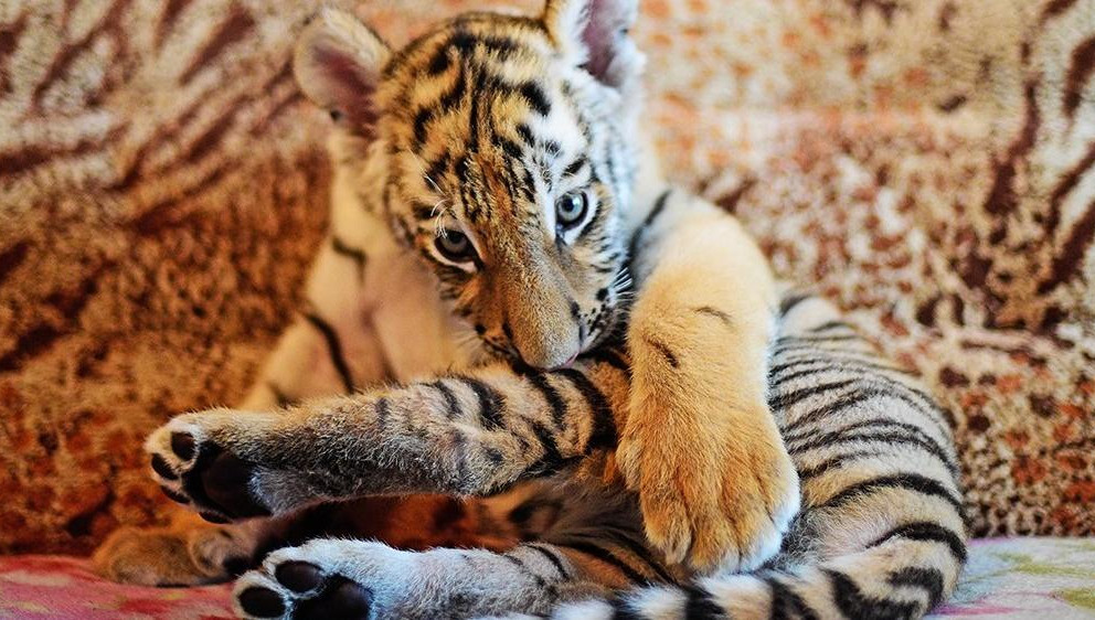Зверька использовали для фотосессий в различных городах.
