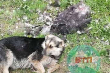 Неприятную картину горожане увидели на Каскаде прудов.