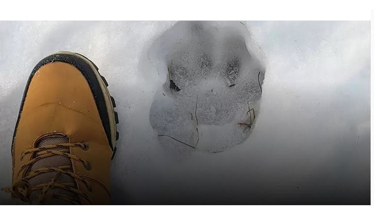 Эксперты с этим не согласны.