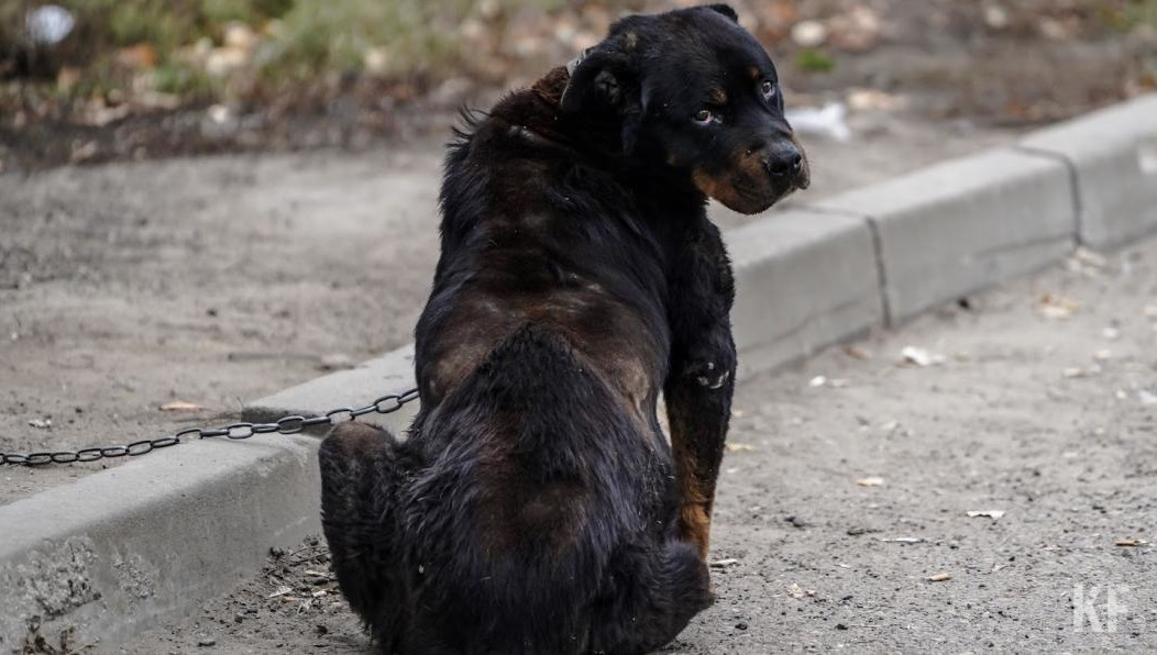 Предлагается также обязать владельцев крупных собак проходить кинологические курсы.