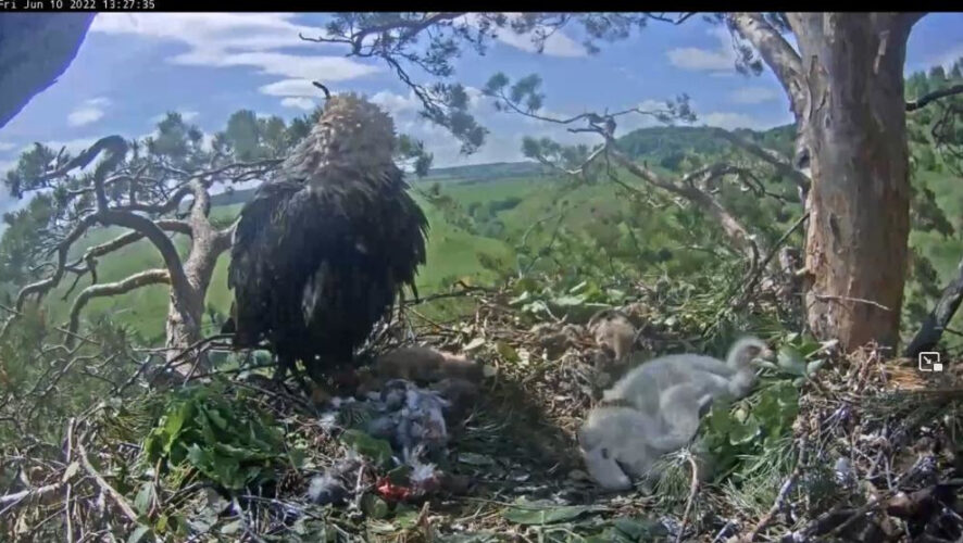 Теперь малышей осталось лишь двое.